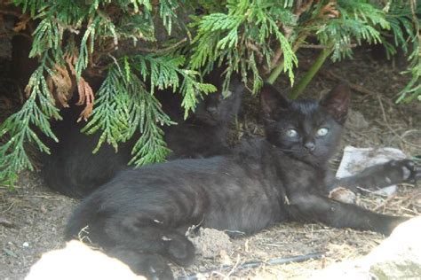 gatos cantabria|AMIGAT Cantabria, asociación de amigos del gato。